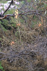 Chorizema trigonum