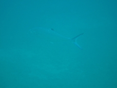 Scomberoides lysan