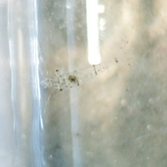 Palaemon antennarius