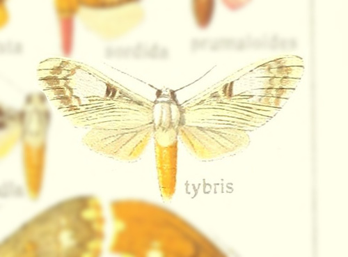 Idalus tybris