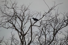 Corvus macrorhynchos culminatus