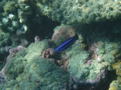 Larabicus quadrilineatus