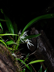 Maxillaria splendens