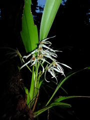 Maxillaria splendens