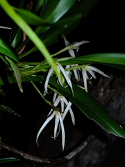 Maxillaria splendens