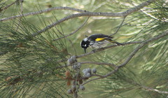 Phylidonyris novaehollandiae novaehollandiae