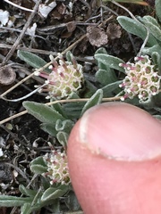 Antennaria dimorpha