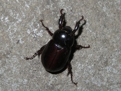 Ancognatha scarabaeoides