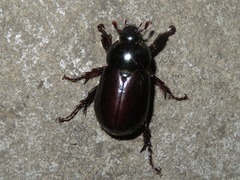 Ancognatha scarabaeoides