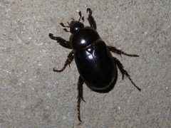 Ancognatha scarabaeoides