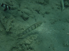 Amblygobius albimaculatus