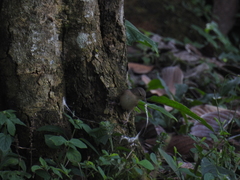 Cranioleuca curtata