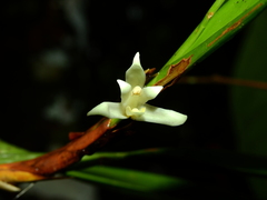 Maxillaria alba