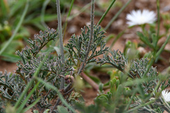 Pelargonium radulifolium