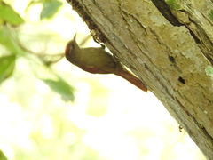 Cranioleuca curtata