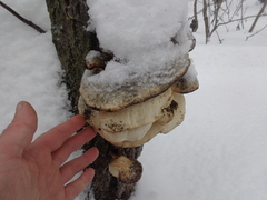 Favolus pseudobetulinus