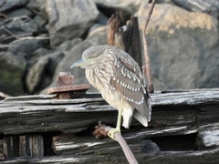 Nycticorax nycticorax