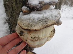 Favolus pseudobetulinus