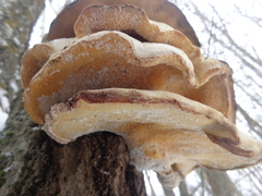 Favolus pseudobetulinus