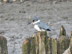 Megaceryle alcyon