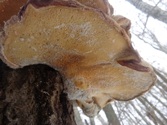 Favolus pseudobetulinus
