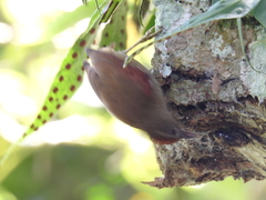 Cranioleuca curtata
