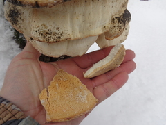 Favolus pseudobetulinus