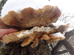 Favolus pseudobetulinus