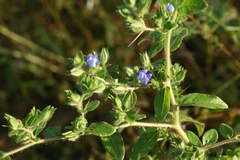 Hydrolea spinosa