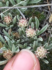 Antennaria dimorpha