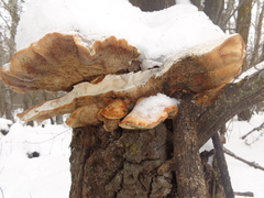 Favolus pseudobetulinus