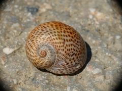 Naticarius stercusmuscarum