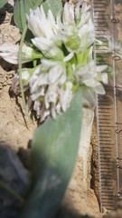 Allium chamaemoly