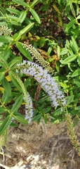 Veroniceae