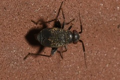 Chlamydatus evanescens