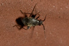 Chlamydatus evanescens