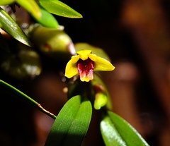 Maxillaria caespitifica