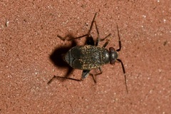 Chlamydatus evanescens