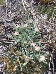 Antennaria dimorpha