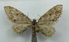 Eupithecia annulata