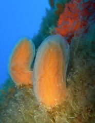 Aplidium tabarquensis