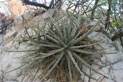 Hechtia mapimiana