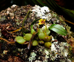 Maxillaria caespitifica