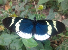 Heliconius eleuchia eleuchia