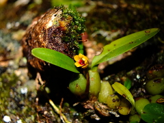 Maxillaria caespitifica