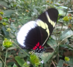 Heliconius eleuchia eleuchia