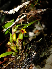 Maxillaria caespitifica