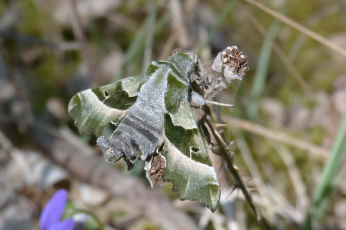 Proserpinus proserpina