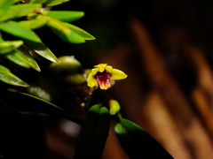 Maxillaria caespitifica