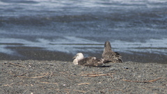Larus dominicanus dominicanus
